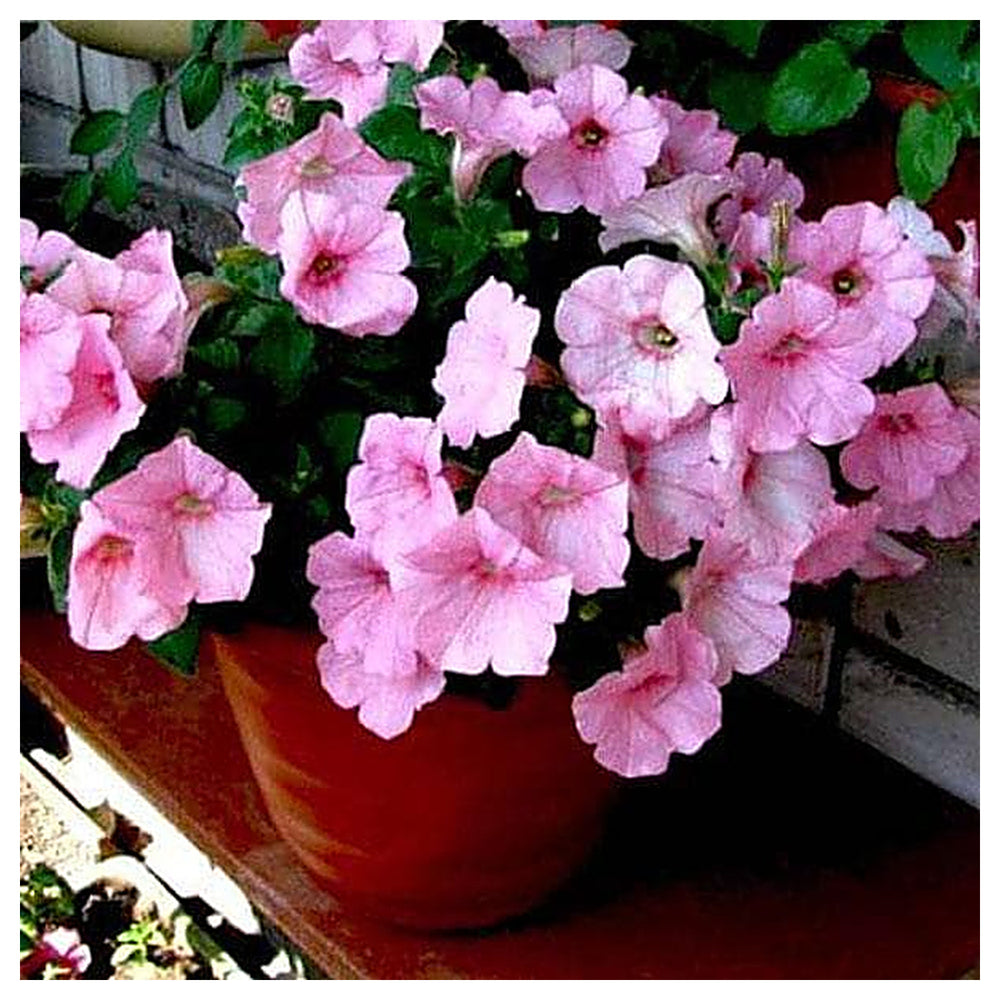 Baby Pink Petunia Hybrida Seeds for Planting - Heirloom, NON-GMO Flower Seeds - Easy-Grow Garden Blooms | Neera Seeds product photo [neera-v4-92b8b7ebc97e957585d9]