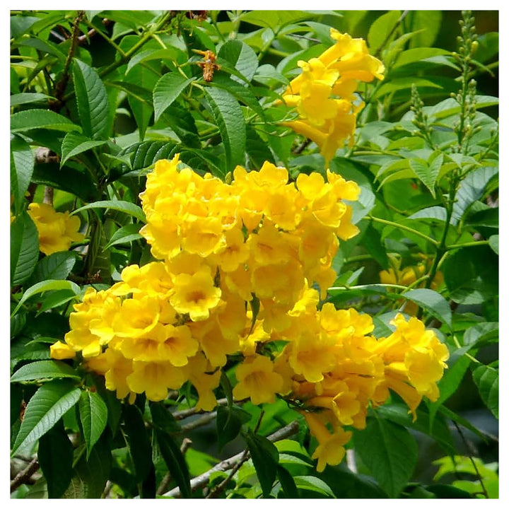 Yellow Alcea Ficifolia Flower Seeds for Planting – Vibrant, Hardy, Fast-Growing Blooms | Neera Seeds product photo [neera-v4-92ba8247b00269091457]