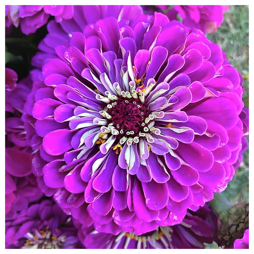 Purple Zinnia Flower Seeds for Garden Planting – Bright Blooms, Non-GMO, Heirloom Seeds | Neera Seeds product photo [neera-v4-92c06c396198fe636459]