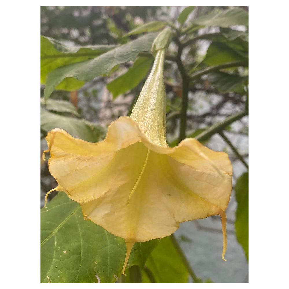 Heirloom Non-GMO Yellow Dhatura Flower Seeds for Sacred and Ornamental Garden Planting | Neera Seeds product photo [neera-v4-92e330f1f30b0b9ab0f5]