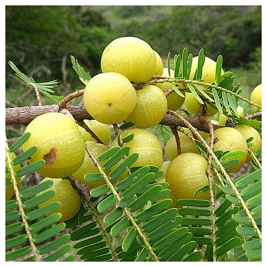 Amla Tree Seeds – Indian Gooseberry (Big Fruit) Fruit Seeds for Planting – Heirloom Non-GMO Organic Garden Seeds | Neera Seeds product photo [neera-v4-92e53ae6460a67846640]