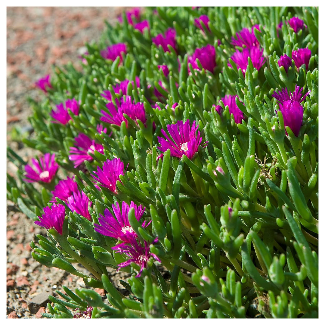 Organic Heirloom Non-GMO Lavender Delosperma Seeds for Planting – Succulent Blooms | Neera Seeds product photo [neera-v4-92f00e28aa273513e3c9]