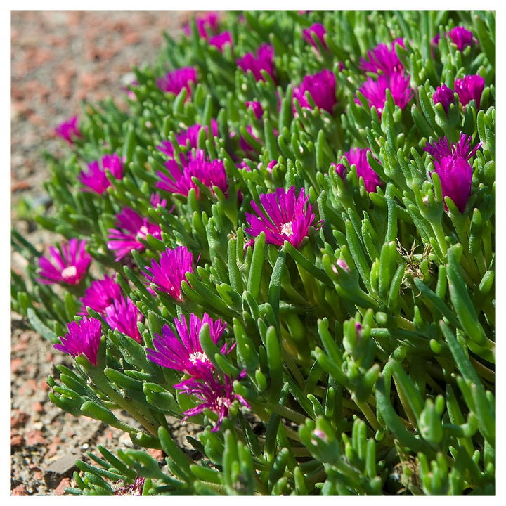 Organic Heirloom Non-GMO Lavender Delosperma Seeds for Planting – Succulent Blooms | Neera Seeds product photo [neera-v4-92f00e28aa273513e3c9]