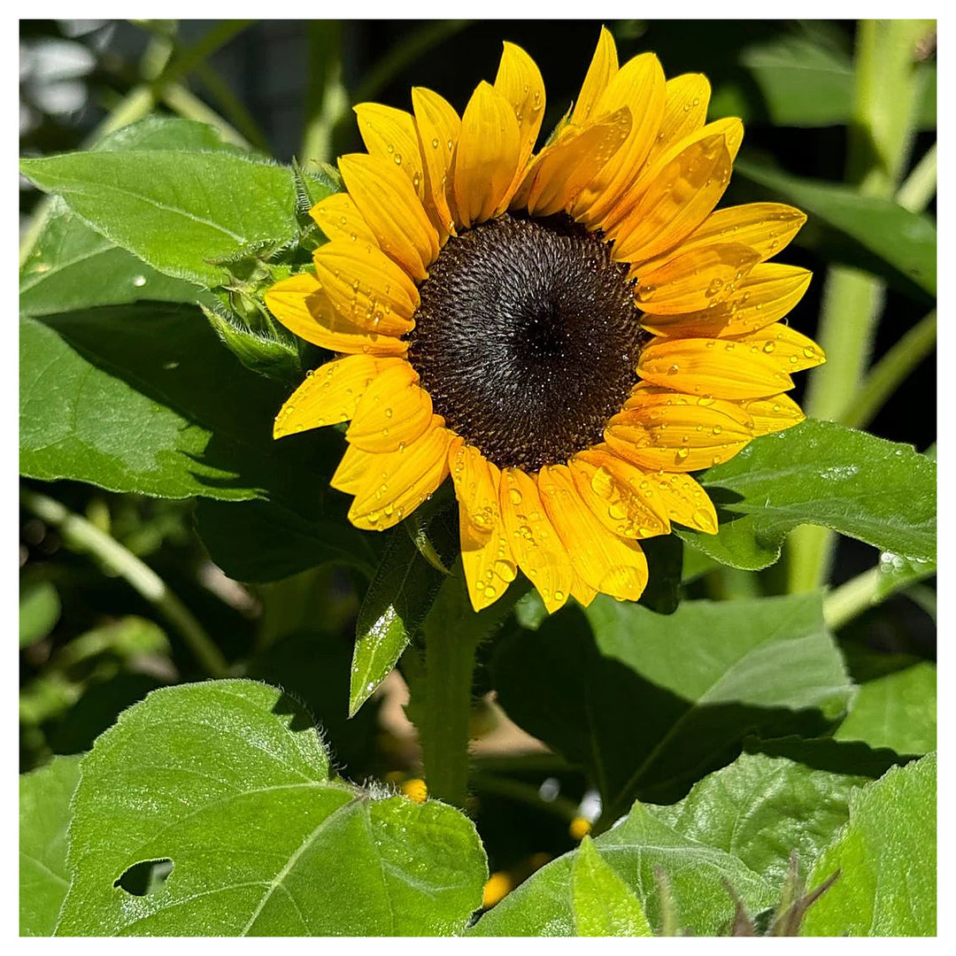 Yellow Hybrid Sunflower Seeds – Heirloom, Non-GMO Flower Seeds for Planting | Neera Seeds product photo [neera-v4-92feae1f649872cf099f]