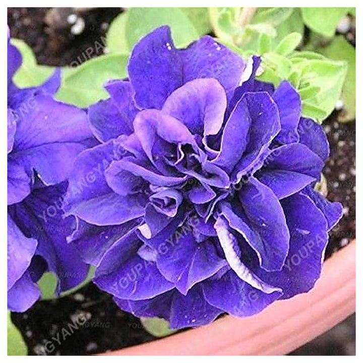 Dark Purple Double Petunia Seeds for Planting – Heirloom Non-GMO | High Germination Organic Garden Seeds | Neera Seeds product photo [neera-v4-93047cf8b78ecf6ab9d1]