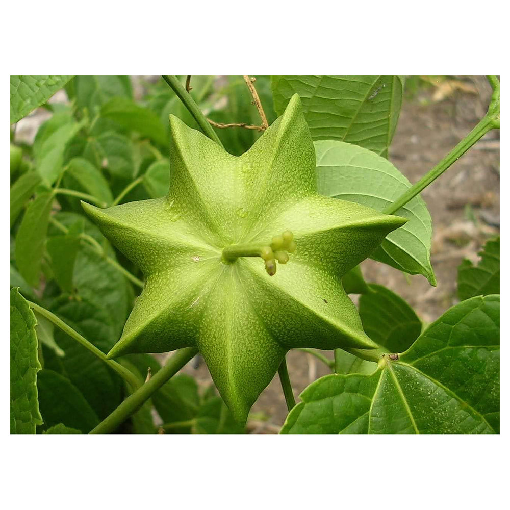Sacha Inchi (Mountain Peanut) Plant Seeds for Planting – Superfood, Non-GMO, Organic, 100 pcs, Heirloom | Neera Seeds product photo [neera-v4-930a1b10dcc0d483687c]