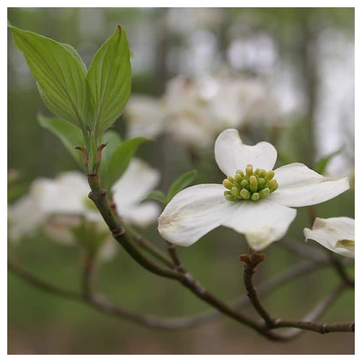 Heirloom Non-GMO Cornus Flower Seeds for Planting – High Germination Organic Dogwood Garden Seeds | Neera Seeds product photo [neera-v4-930a48fd62663b0ddd7a]