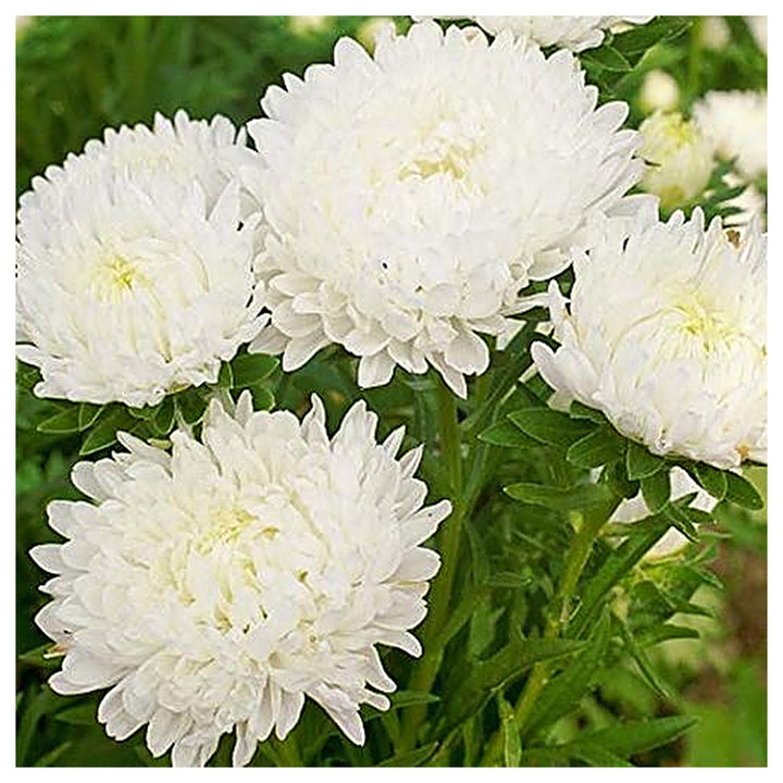 Heirloom Non-GMO Duchess Paeony Aster Flower Seeds for Planting – Full Double Blooms for Garden Displays | Neera Seeds product photo [neera-v4-9318a29aa7472c863418]