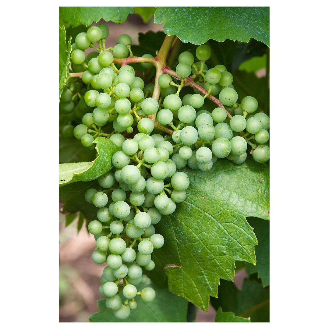 White Heirloom Non Gmo Concord Grape Sweet Large Grapes In Your Home Garden Flower Seeds | Neera Seeds product photo [neera-v4-932ff1c085a91a39b97d]