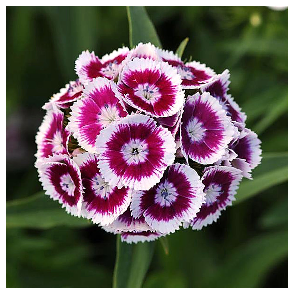 Heirloom Non-GMO Dianthus Flower Seeds for Planting – Fragrant Hardy Blooms for Garden & Borders | Neera Seeds product photo [neera-v4-933dee10869d9bb29cc7]