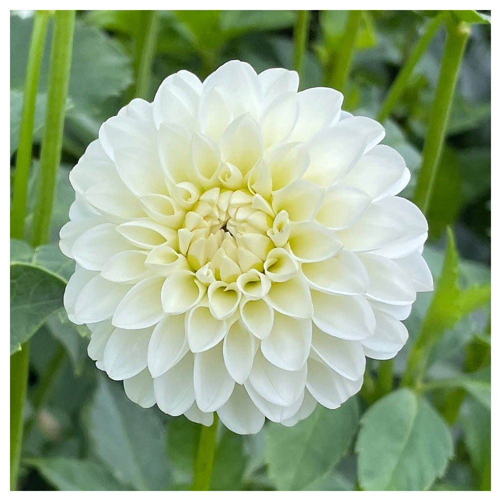 White Dahlia Seeds for Planting – Organic, Heirloom, Non-GMO Flower Seeds | Neera Seeds product photo [neera-v4-934fcfe28deb744fa9b4]