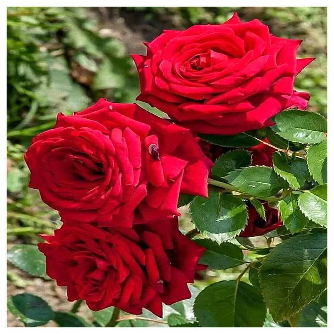 Hybrid Rose Flower Seeds for Planting – Heirloom, Non-GMO Seeds for Home Gardens, High Germination | Neera Seeds product photo [neera-v4-9358b12ce7a3db789e6d]