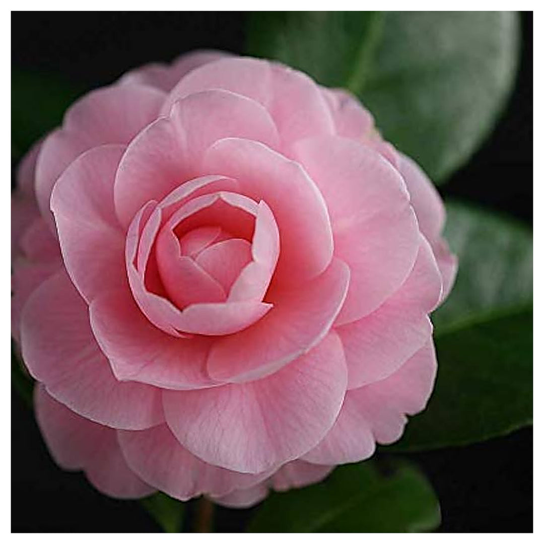 Heirloom Non-GMO Camellia Flower Seeds for Planting – Elegant Ornamental Garden Bloom Seeds | Neera Seeds product photo [neera-v4-93642c79ab4d49cebdf3]
