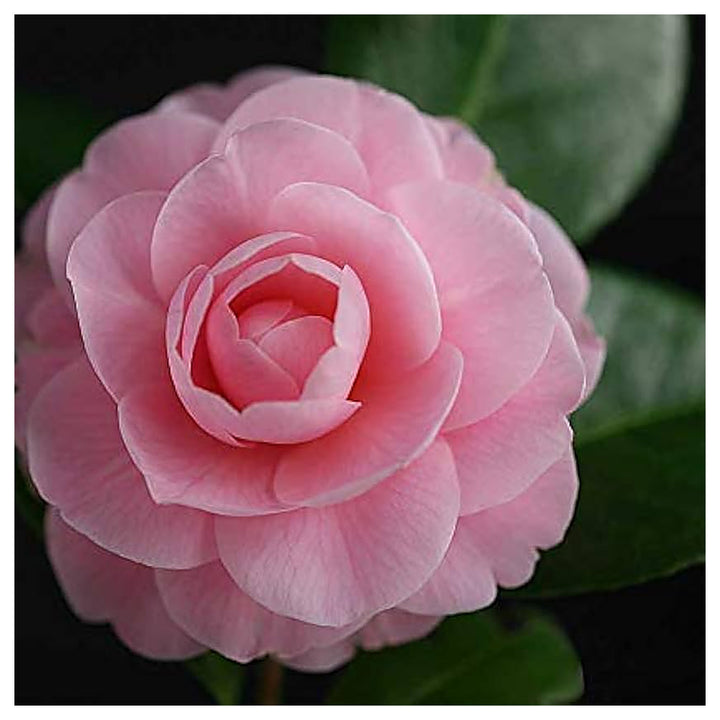 Heirloom Non-GMO Camellia Flower Seeds for Planting – Elegant Ornamental Garden Bloom Seeds | Neera Seeds product photo [neera-v4-93642c79ab4d49cebdf3]