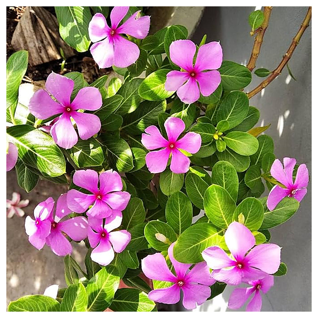 Organic Heirloom Non-GMO Vinca Seeds for Planting – Fresh Vibrant Garden Blooms | Neera Seeds product photo [neera-v4-936a22e7b4636d287104]
