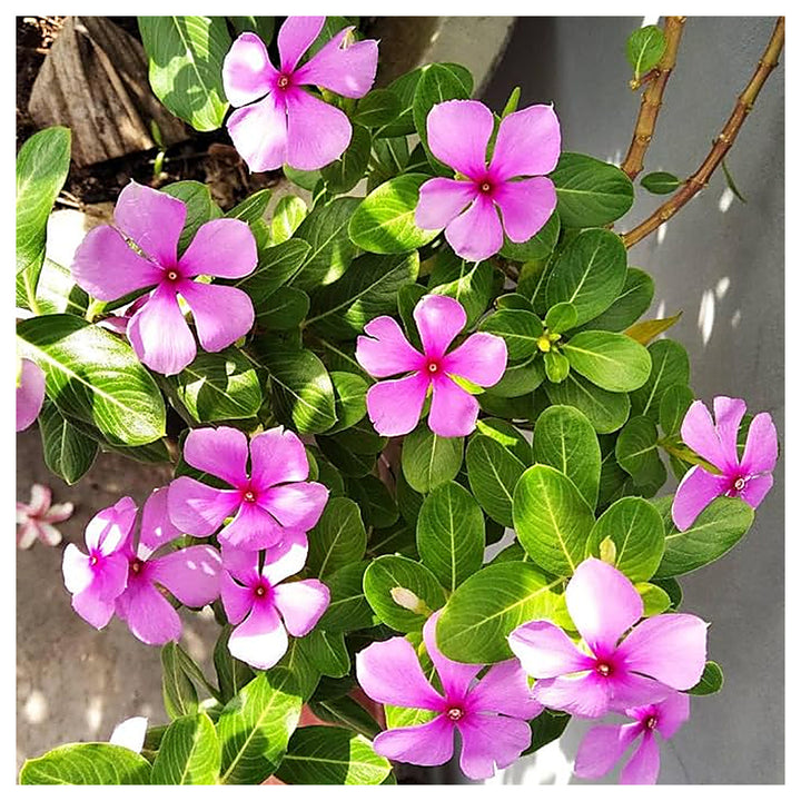 Organic Heirloom Non-GMO Vinca Seeds for Planting – Fresh Vibrant Garden Blooms | Neera Seeds product photo [neera-v4-936a22e7b4636d287104]