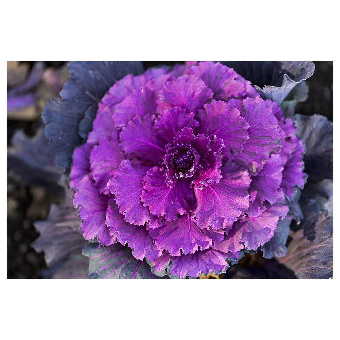 Ornamental Kale Seeds for Planting – Heirloom, Non-GMO, High Germination Decorative Garden Seeds | Neera Seeds product photo [neera-v4-93749125323150f8d40b]