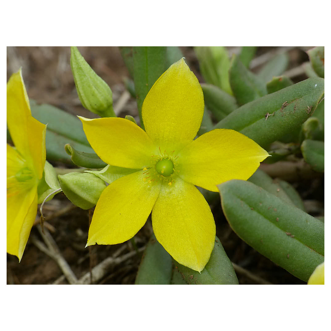 Talinum Caffrum Flower Seeds for Planting – Vibrant Perennial Blooms for Garden & Landscape | Neera Seeds product photo [neera-v4-93803d7d566809f2ff18]