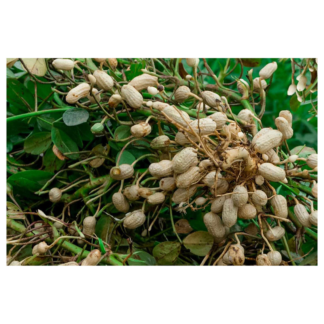 Groundnut Plant Seeds for Planting – Heirloom, Non-GMO, Organic Garden Seeds, High Germination | Neera Seeds product photo [neera-v4-93840d7e2576c6cf317e]