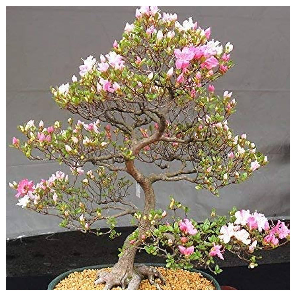 Mixed Simsii Bonsai Flower Seeds – Heirloom Non-GMO Seeds for Garden Planting | Neera Seeds product photo [neera-v4-939981f9947c4fe1853f]