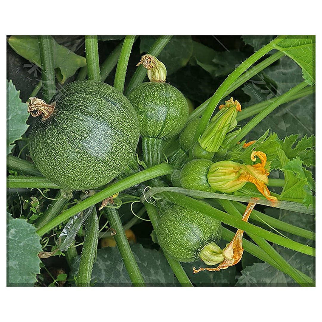 Green Round Zucchini Squash Seeds for Planting – Heirloom, Non-GMO, High-Yield Summer Vegetable Seeds | Neera Seeds product photo [neera-v4-93a4829629634912994b]
