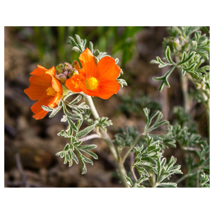 Heirloom Globemallow Flower Seeds, Non-GMO Drought-Tolerant Blooms for Wildflower Garden Planting | Neera Seeds product photo [neera-v4-93af290c2eeb4b15bbe0]