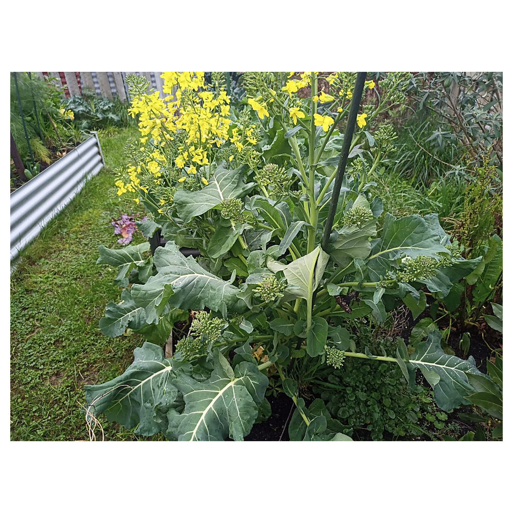Heirloom Non-GMO Walking Stick Kale Vegetable Seeds for Home Garden Planting – High Germination Organic Seeds | Neera Seeds product photo [neera-v4-93b15a84cbcb8bddf2a6]