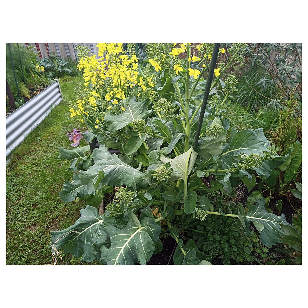 Heirloom Non-GMO Walking Stick Kale Vegetable Seeds for Home Garden Planting – High Germination Organic Seeds | Neera Seeds product photo [neera-v4-93b15a84cbcb8bddf2a6]