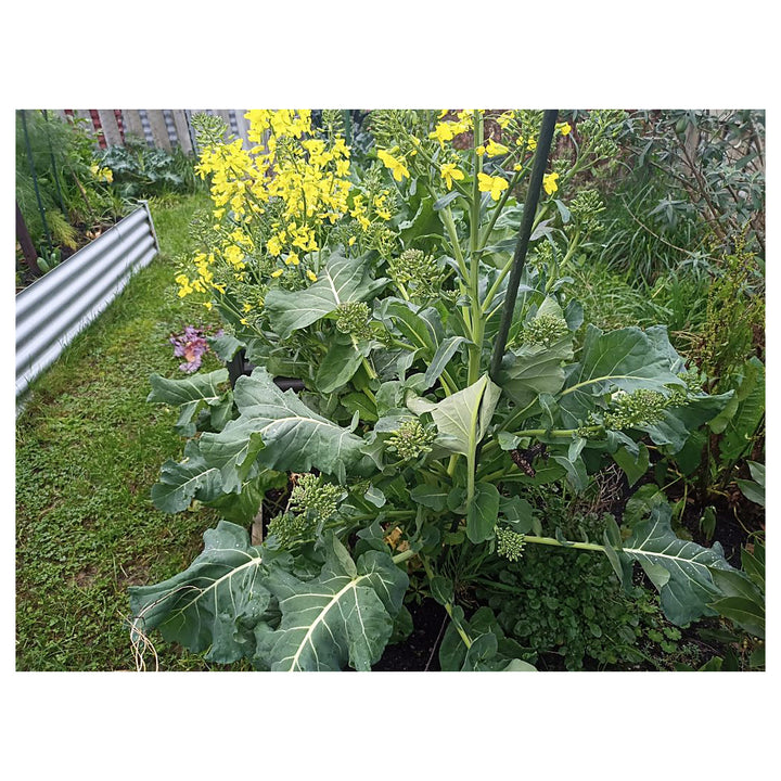 Heirloom Non-GMO Walking Stick Kale Vegetable Seeds for Home Garden Planting – High Germination Organic Seeds | Neera Seeds product photo [neera-v4-93b15a84cbcb8bddf2a6]