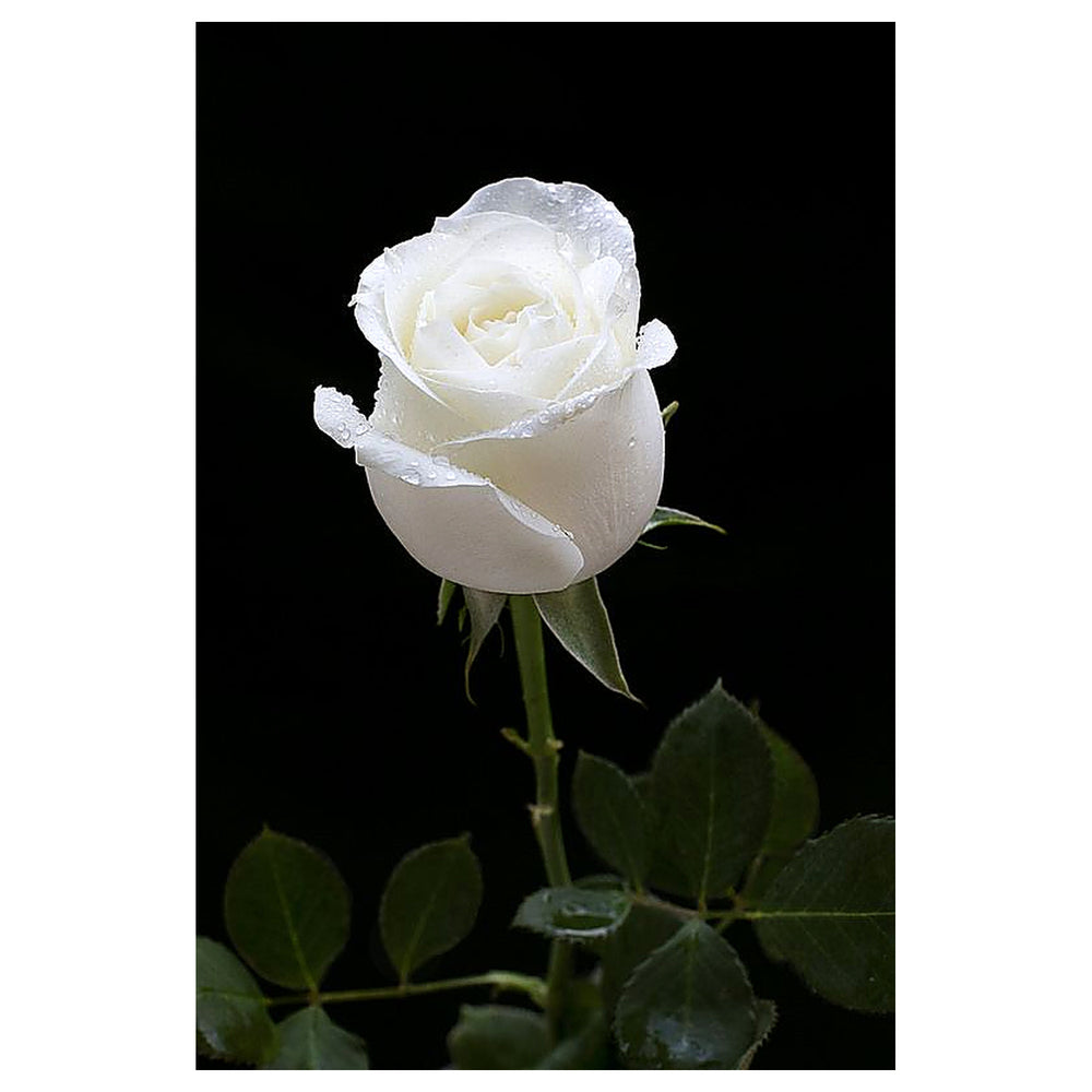 White Rose Flower Seeds for Planting – Heirloom, Non-GMO, High Germination Garden Seeds | Neera Seeds product photo [neera-v4-93b7832e2e4a7ff23d7f]