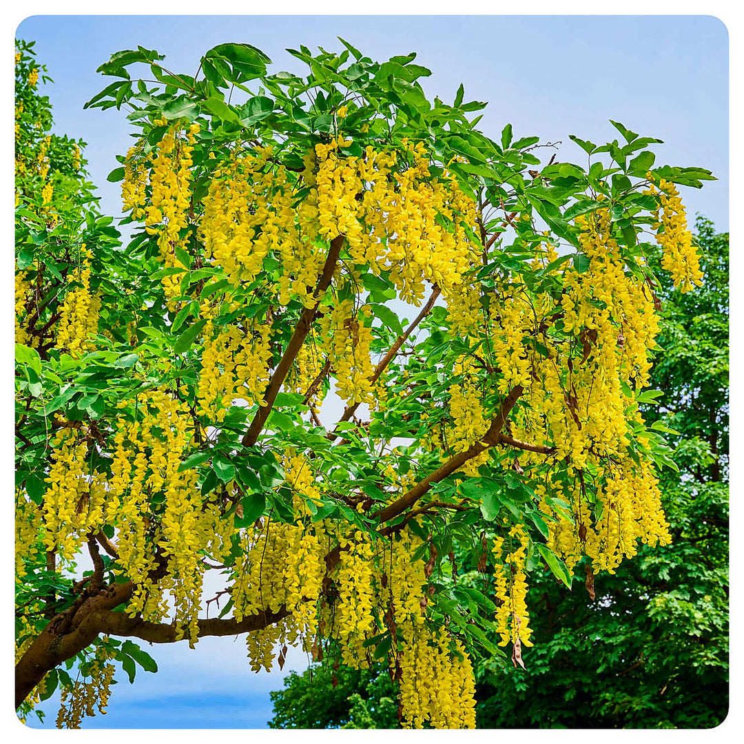Yellow Laburnum Tree Seeds (Laburnum anagyroides) – Heirloom, Non-GMO Ornamental Flowering Tree Seeds for Planting | Neera Seeds product photo [neera-v4-93ba04ab69ea3c0615d7]