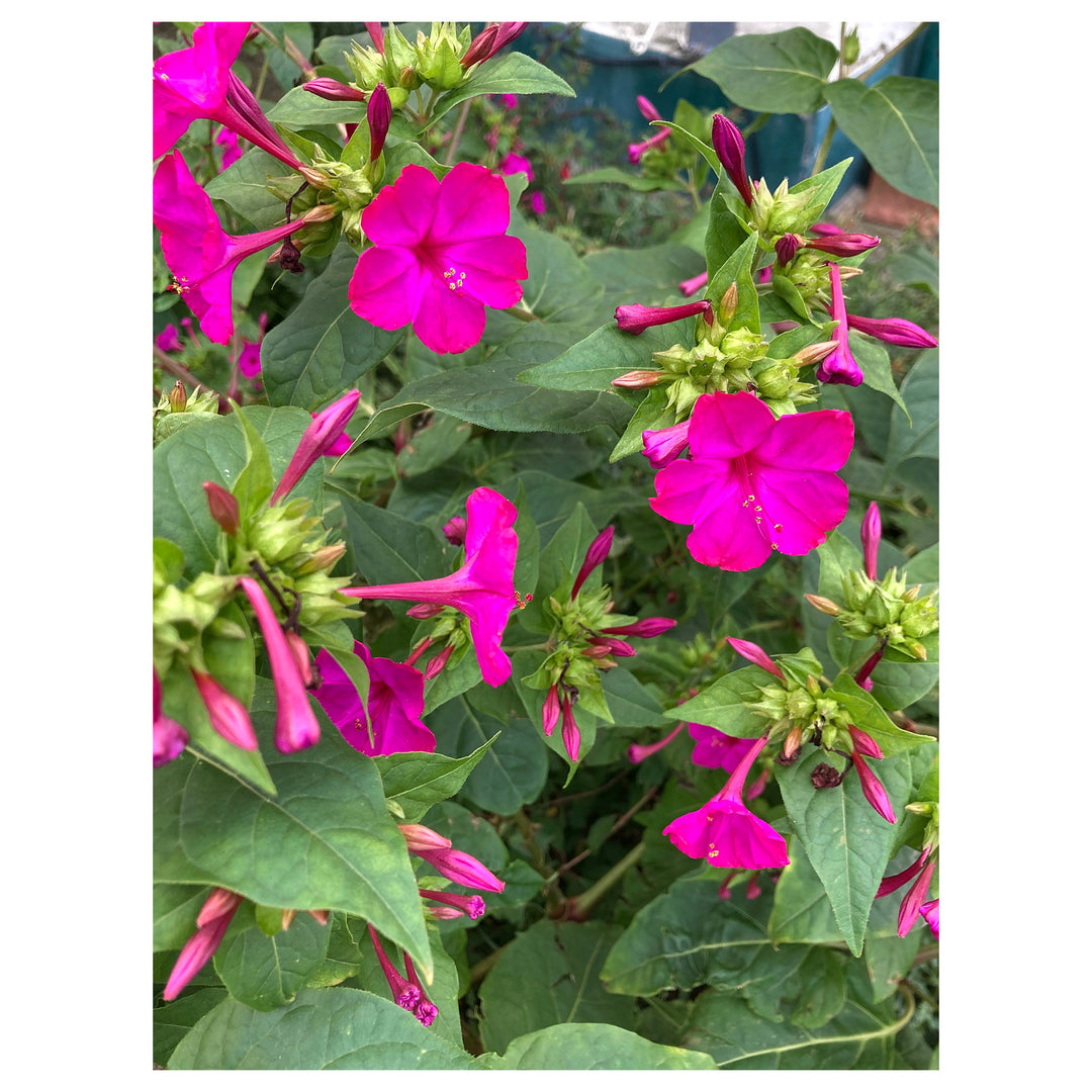 Heirloom Non-GMO Mirabilis Flower Seeds for Planting – Four O’Clock Fragrant Garden Blooms | Neera Seeds product photo [neera-v4-93c131ccb40939447b24]