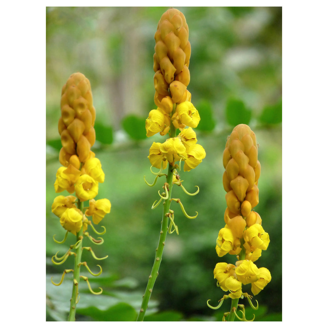 Heirloom Non-GMO Senna Alata Flower Seeds for Planting – Tropical Medicinal Blooms for Ornamental Gardens | Neera Seeds product photo [neera-v4-93cc8470af374715eba1]