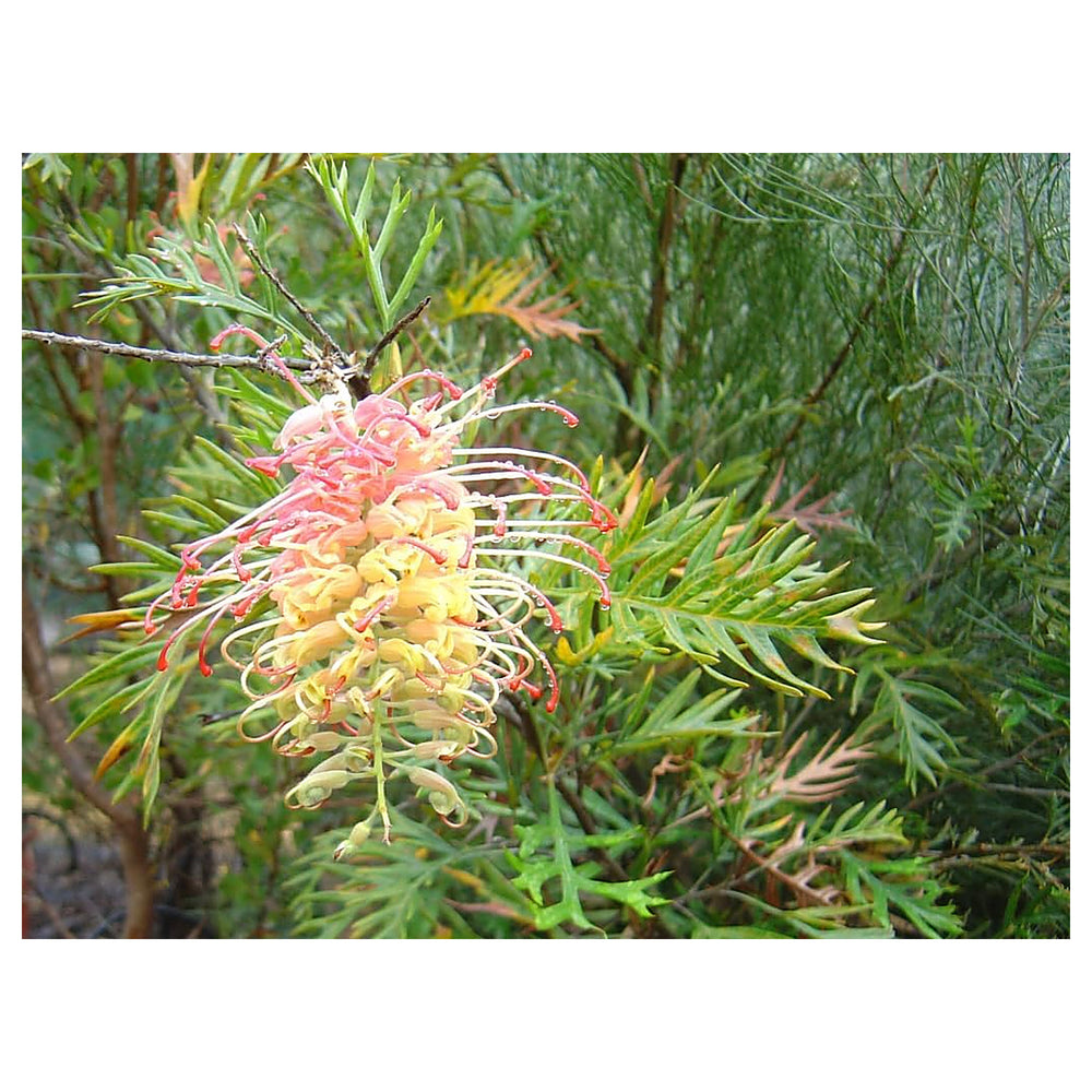 Heirloom Pink Yellow Grevillea Robusta Flower Seeds for Planting | Non-GMO Organic Garden Seeds | High Germination | Neera Seeds product photo [neera-v4-93cd00d4642f4e33bff3]