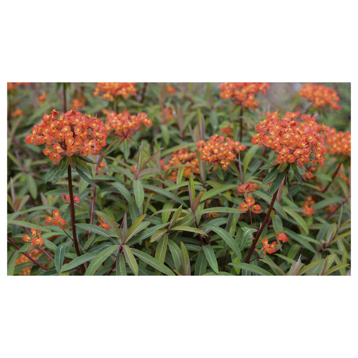 Red Euphorbia Griffithii Flower Seeds – Heirloom Non-GMO Seeds for Planting | High Germination Organic Garden Seeds | Neera Seeds product photo [neera-v4-93d3a63d620f7a3d5036]