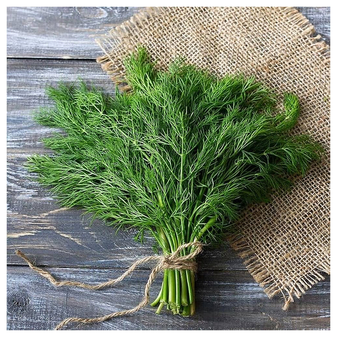 Fragrant Herb Dill Edible Flower Groco Flower Seeds Home Garden Planting, Vibrant Organic | Neera Seeds product photo [neera-v4-93d6829b8a4ef9139c4e]