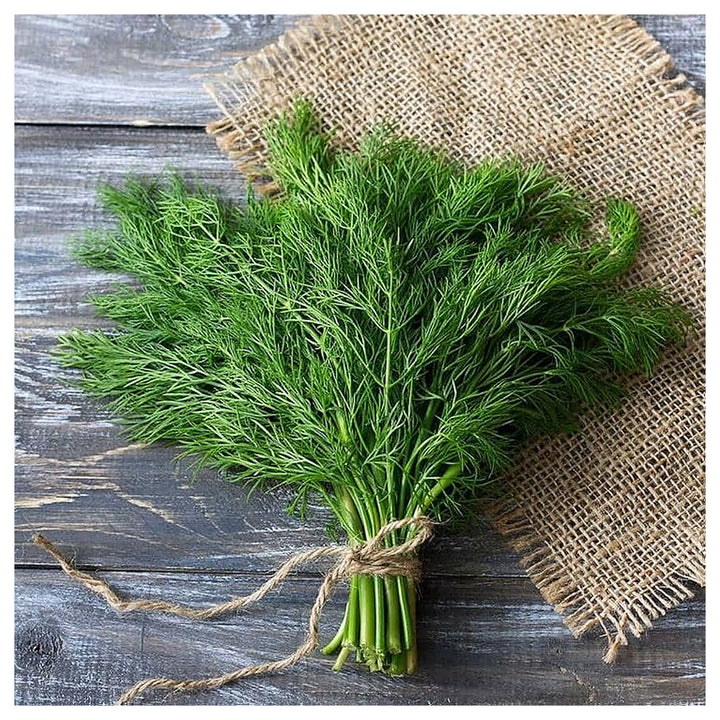 Fragrant Herb Dill Edible Flower Groco Flower Seeds Home Garden Planting, Vibrant Organic | Neera Seeds product photo [neera-v4-93d6829b8a4ef9139c4e]