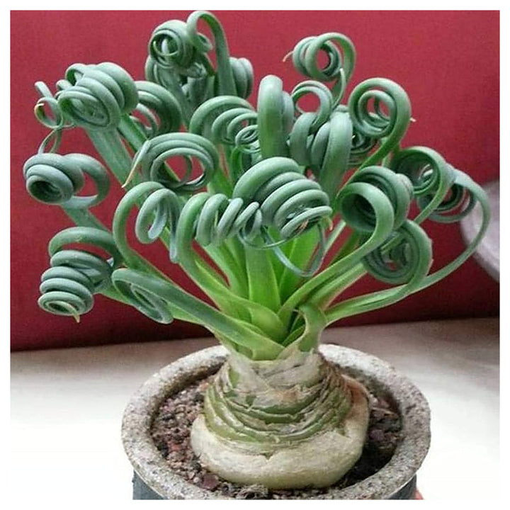Heirloom Non-GMO Tortilis Spiral Plant Seeds for Unique Ornamental Garden Planting | Neera Seeds product photo [neera-v4-93dabc1f9eb200d0d6cc]