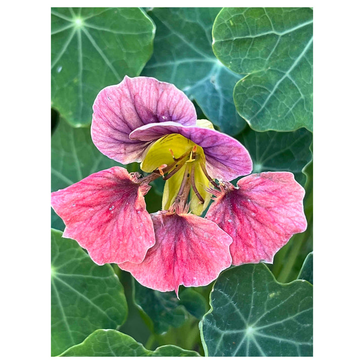 Light Purple Nasturtium Flower Seeds for Planting – Heirloom, Non-GMO, High Germination Organic Garden Seeds | Neera Seeds product photo [neera-v4-93ea5c53aaf7f04e34f8]