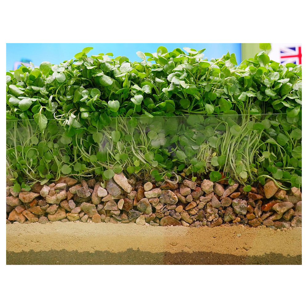 Cress Plant Seeds for Planting – Heirloom, Non-GMO Fast-Growing Herb for Garden & Kitchen | Neera Seeds product photo [neera-v4-94007f269f717960526a]