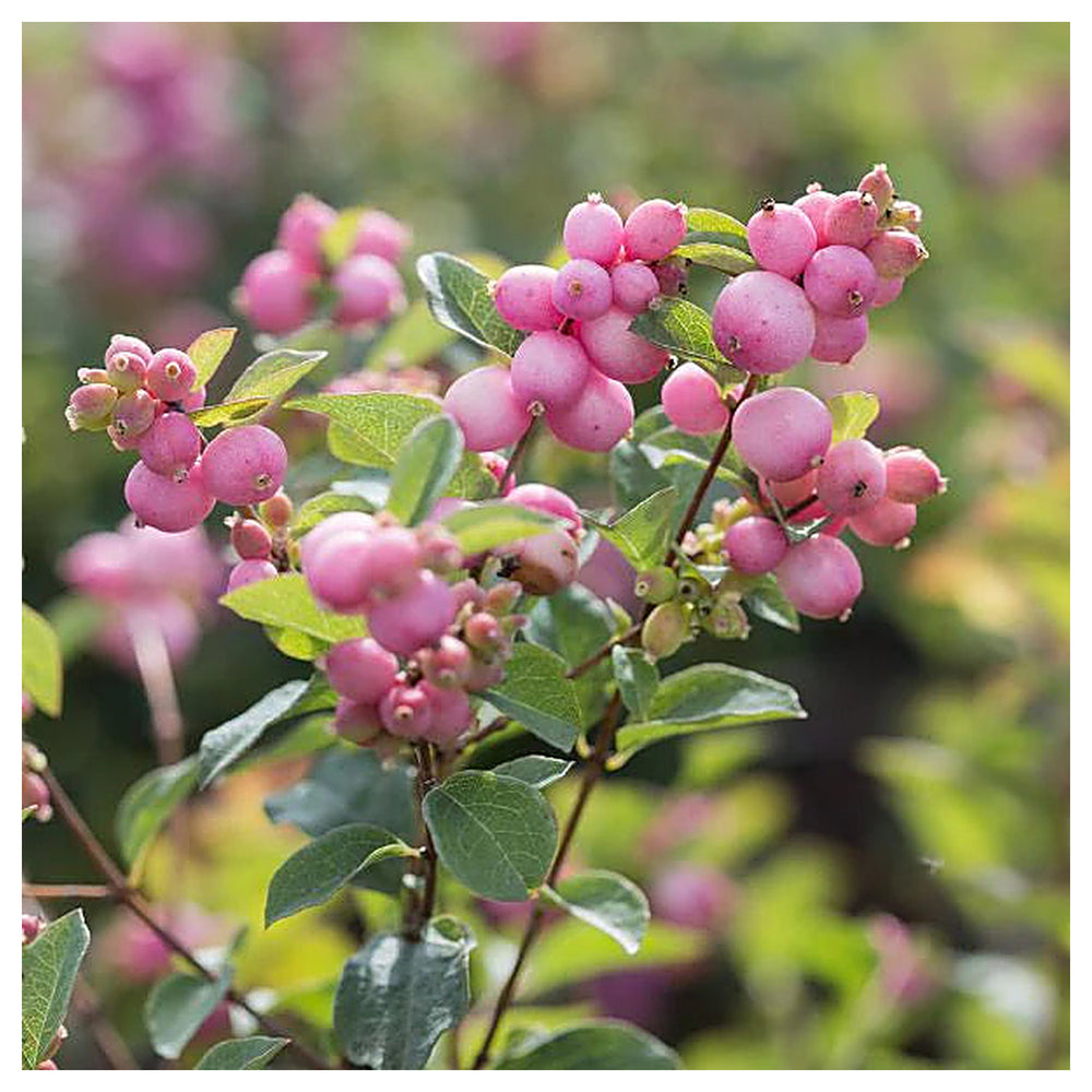Heirloom Non-GMO Coralberry Flower Seeds for Planting – Colorful Ornamental Garden Blooms | High Germination | Neera Seeds product photo [neera-v4-940236c272d68e5b236a]