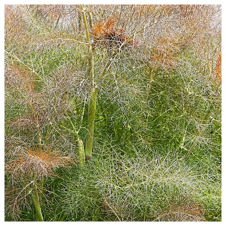 Fennel Bronze Smokey Herb Seeds – Heirloom, Non-GMO, High Germination Organic Garden Seeds for Planting Aromatic &amp;  | Neera Seeds product photo [neera-v4-940caa2c10c00d895dca]