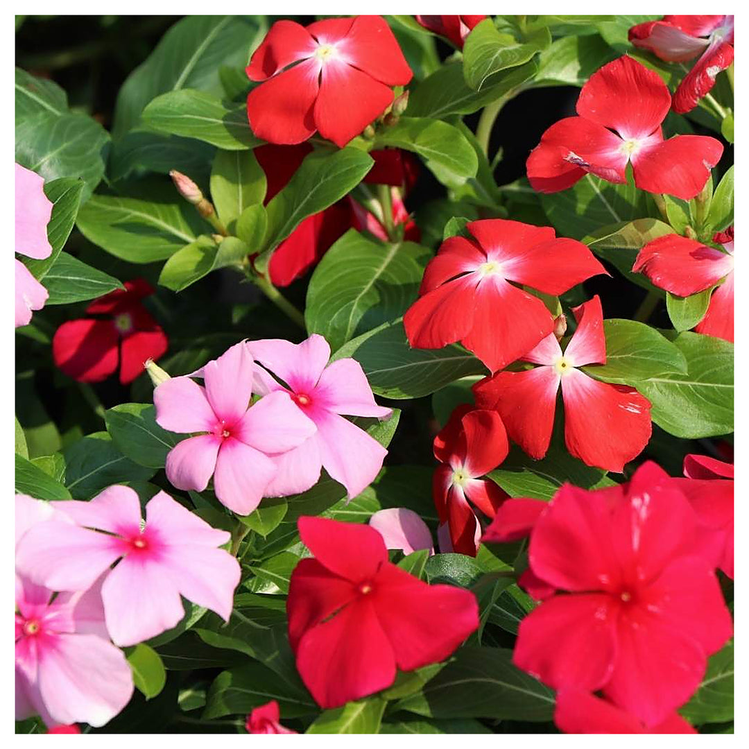 Heirloom Non-GMO Vinca Flower Seeds for Planting – Mixed Colors, Easy-Grow Annual Blooms, Organic Garden Seeds | Neera Seeds product photo [neera-v4-940e73d2857e47143ebc]