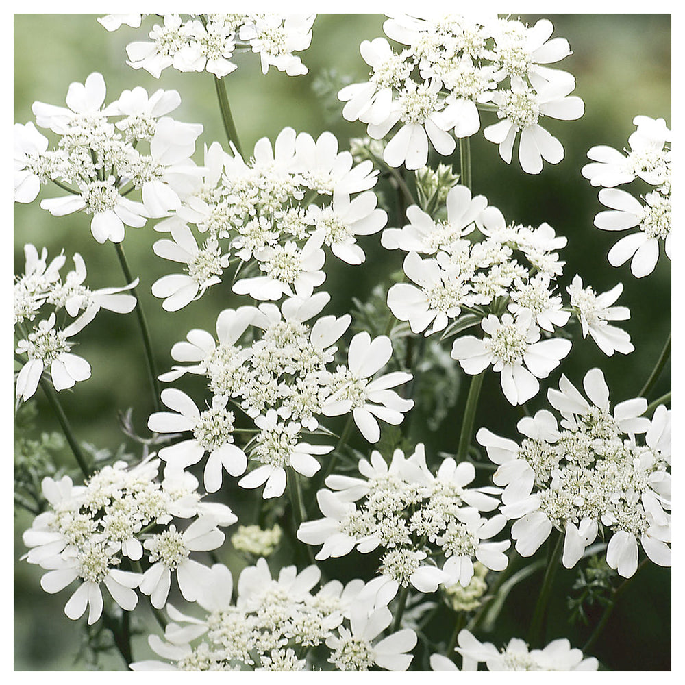 Organic White Orlaya Flower Seeds for Planting – Heirloom, Non-GMO | Neera Seeds product photo [neera-v4-94357b9480ca4a817edb]