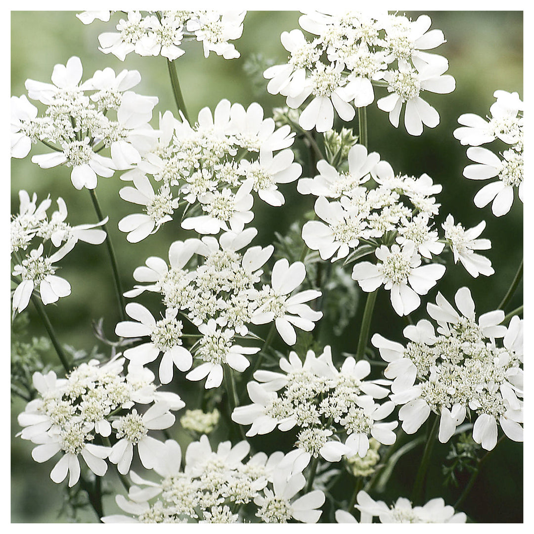 Organic White Orlaya Flower Seeds for Planting – Heirloom, Non-GMO | Neera Seeds product photo [neera-v4-94357b9480ca4a817edb]