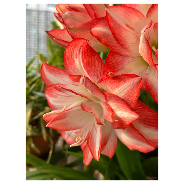 Heirloom Non-GMO Red White Hippeastrum Rutilum Flower Seeds for Indoor Planting | Neera Seeds product photo [neera-v4-9439f591c8979c38dbde]