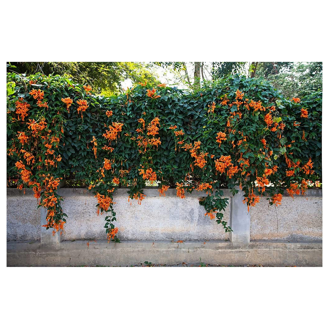 Orange Clematis Flower Seeds – Heirloom Non-GMO Climbing Blooms for Garden Fences and Arbors | Neera Seeds product photo [neera-v4-94664ae4a94d32f22a2a]