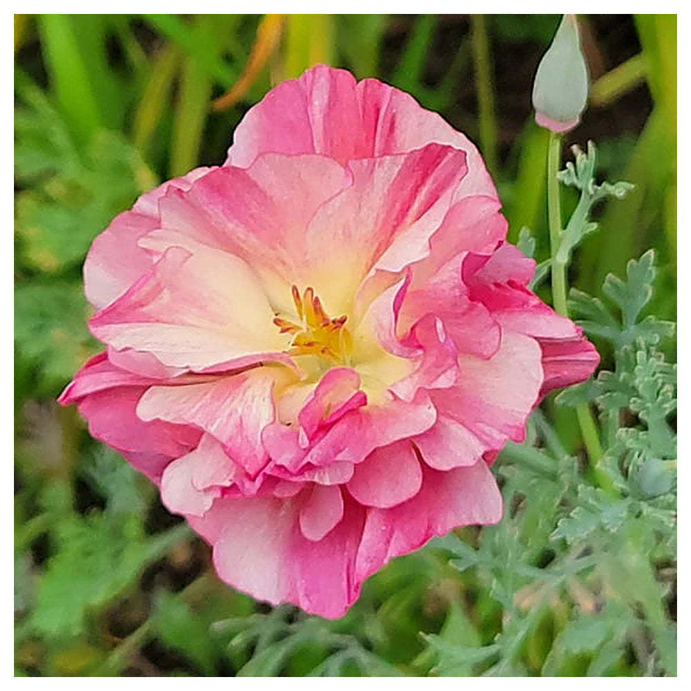 Pink Eschscholtzia (California Poppy) Flower Seeds for Planting – Heirloom & Non-GMO Delicate Blooms for Garden Bed | Neera Seeds product photo [neera-v4-948b944c19d1cca2a2bc]