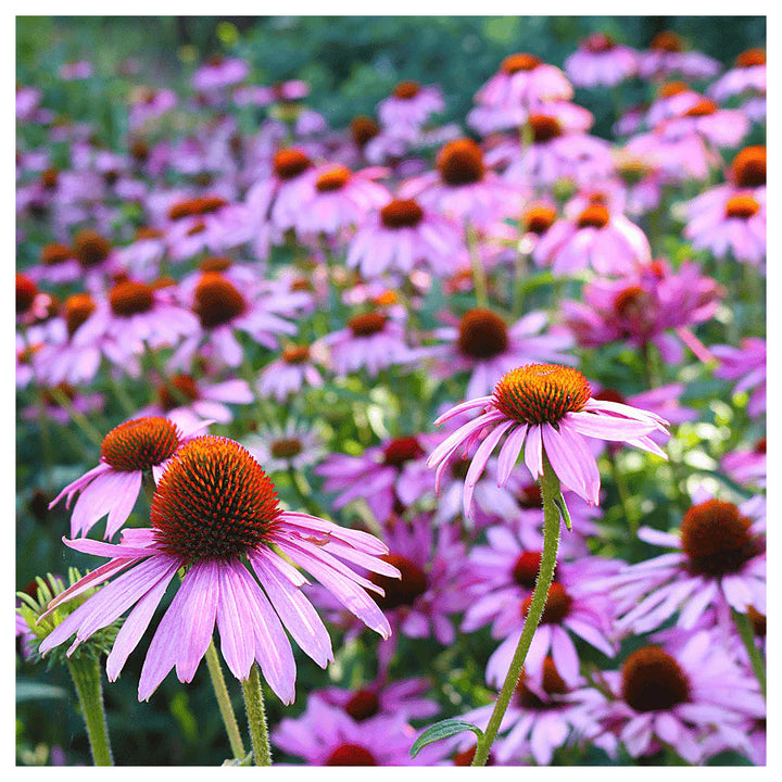 Purple Echinacea Wildflower Seeds for Planting – Heirloom &amp; Non-GMO, Pollinator-Friendly | Neera Seeds product photo [neera-v4-94996988238eb7b95057]