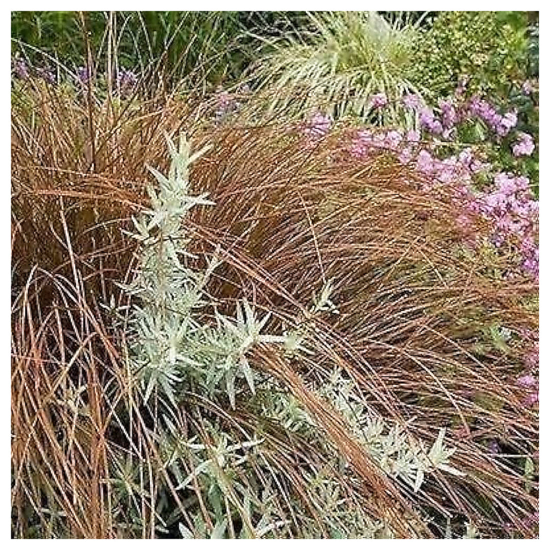 Carex Flagellifera Bronze Ornamental Grass For Planting In Landscape Borders Flower Seeds for Home | Neera Seeds product photo [neera-v4-949ad61bc7af42cc9e16]